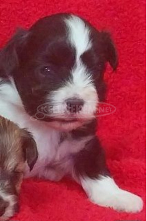 Bichon Havanese kiskutyák - 6/9