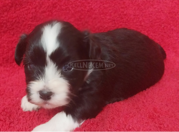 Bichon Havanese kiskutyák - 8/9