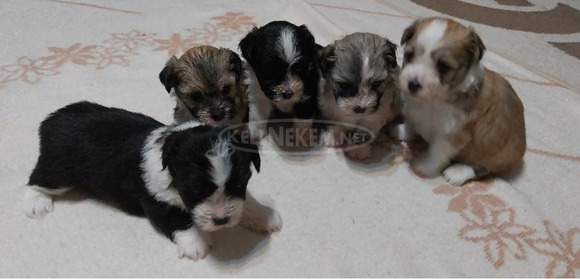 Bichon Havanese kiskutyák - 9/9