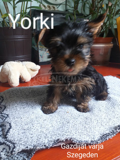 YORKSHIRE TERRIER YORKSHIRE TERRIER