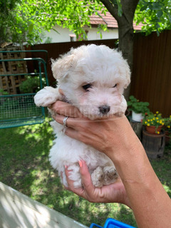 Játékos Bichon Havanese kiskutyák