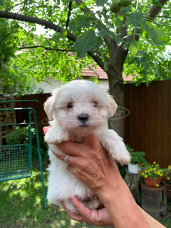 Játékos Bichon Havanese kiskutyák