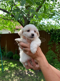 Játékos Bichon Havanese kiskutyák