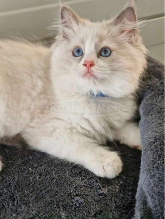 Törzskönyvezett ragdoll cicák - 1/3