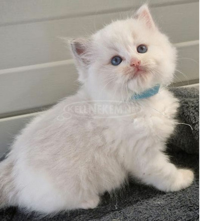 Törzskönyvezett ragdoll cicák - 2/3