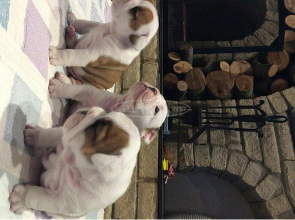 Imádnivaló fajtatiszta angol bulldog kölykök - 4/4
