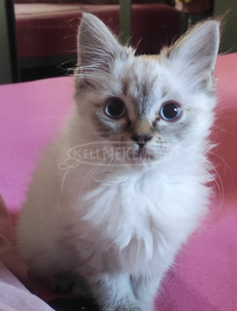 Eladó ragdoll kiscica - 4/7