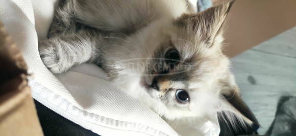 Eladó ragdoll kiscica - 6/7