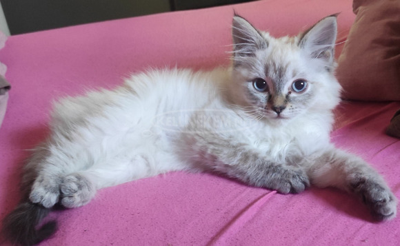 Eladó ragdoll kiscica - 7/7