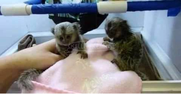 A Marmosets majmok már kaphatók, eladók - 2/3