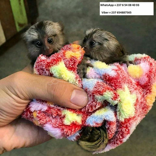 A Marmosets majmok már kaphatók, eladók