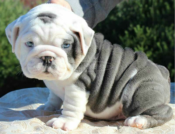 Gyönyörű angol bulldog kölykök kaphatók. - 1/2