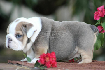 Gyönyörű angol bulldog kölykök kaphatók.