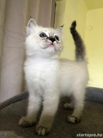 Ragdoll kis cica - 1/4
