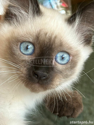 Ragdoll kis cica - 2/4