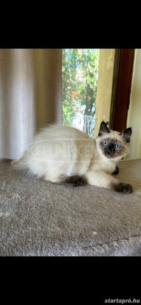 Ragdoll kis cica - 4/4