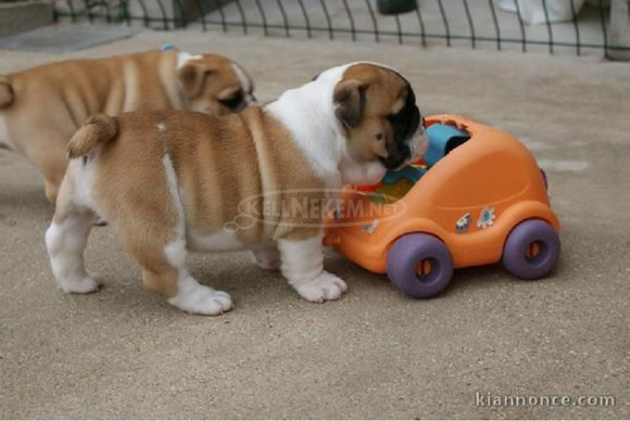 Kiváló francia bulldog kölykök - 1/1