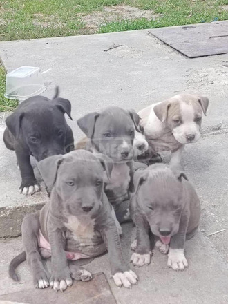 Amerikai Staffordshire terrier - 1/1