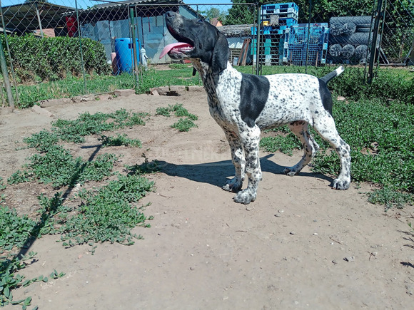 rövid szőrű német vizsla kiskutya bevált szülőktől - 1/5