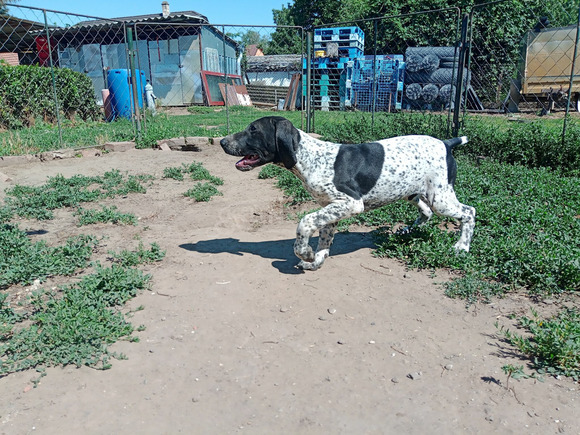 rövid szőrű német vizsla kiskutya bevált szülőktől - 2/5