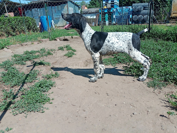rövid szőrű német vizsla kiskutya bevált szülőktől - 4/5