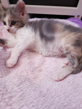 Maine coon perzsa szerelem cica - 2/3
