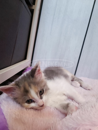 Maine coon perzsa szerelem cica - 3/3