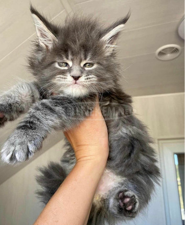 Imádnivaló maine coon cicák - 1/1