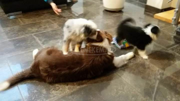 Gyönyörű ausztrál juhászkutya örökbe fogadni