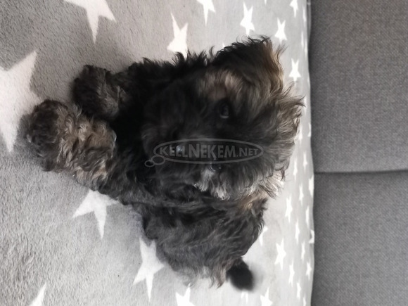 Bichon Havanese - 4/4