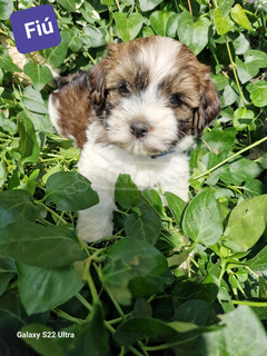 Bischon Havanese Babák