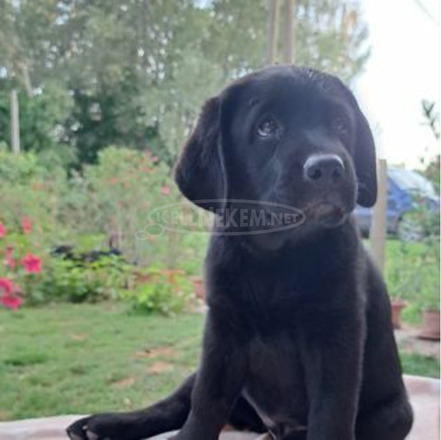 Törzskönyves labrador retriever - 1/5