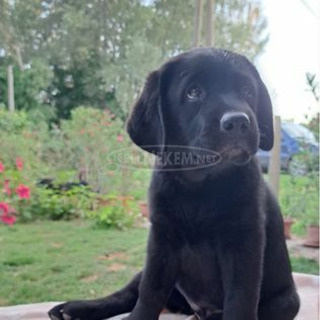 Törzskönyves labrador retriever