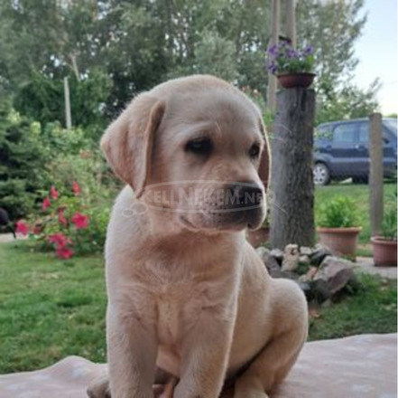 Törzskönyves labrador retriever - 2/5