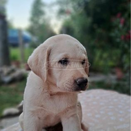 Törzskönyves labrador retriever - 3/5