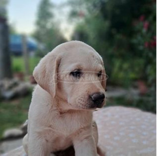 Törzskönyves labrador retriever