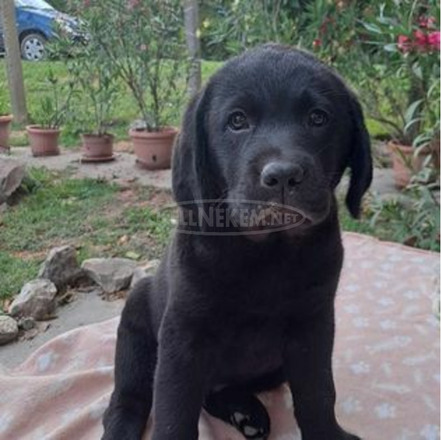 Törzskönyves labrador retriever - 4/5