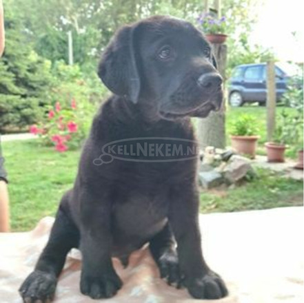 Törzskönyves labrador retriever - 5/5