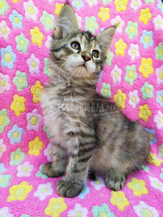 Maine Coon kiscicák gazdit keresnek - 1/12