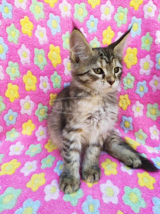 Maine Coon kiscicák gazdit keresnek - 2/12