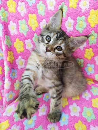 Maine Coon kiscicák gazdit keresnek - 4/12