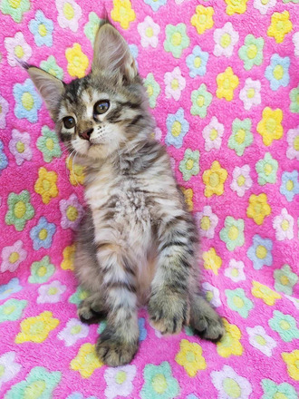 Maine Coon kiscicák gazdit keresnek - 5/12