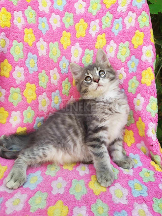 Maine Coon kiscicák gazdit keresnek - 7/12