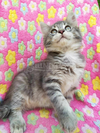 Maine Coon kiscicák gazdit keresnek - 8/12