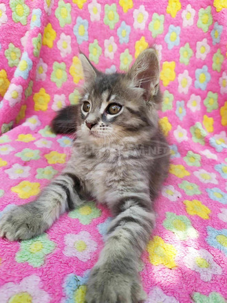 Maine Coon kiscicák gazdit keresnek - 9/12