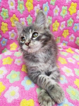 Maine Coon kiscicák gazdit keresnek - 10/12