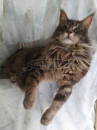 Maine Coon kiscicák gazdit keresnek - 12/12