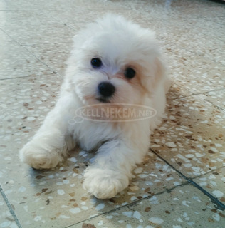 Mini Bichon Havanese kan eladó