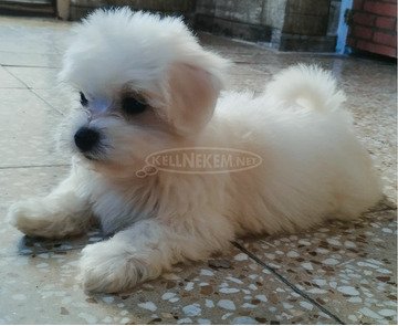 Mini Bichon Havanese kan eladó