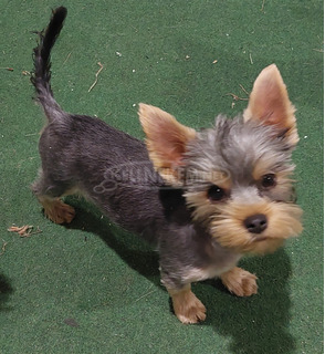 Yorkshire terrier kölykök